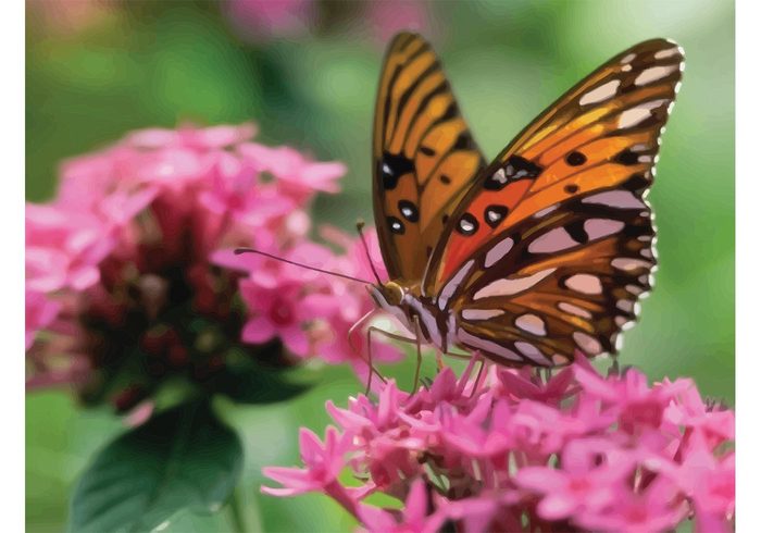 sunny summer spring season plant pink petal outdoors nature monarch light life garden fly flowers elegant day butterfly blossom 