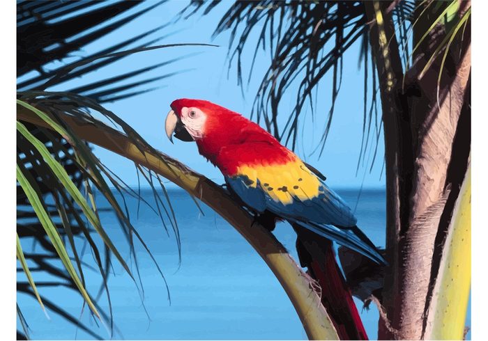 vector Plumage pet parrot Macaw parrot Macaw feathers colors Colorful parrot colorful bird 