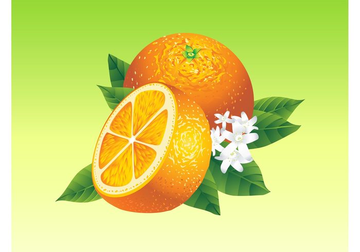 Vitamin c sections plants orange nutrition leaves leaf juice health grow fruit food flowers floral citrus agriculture 