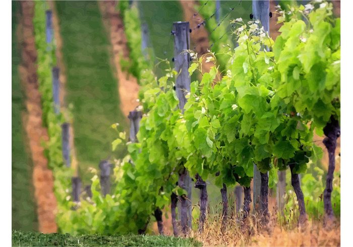 vineyard spring season plants Picturesque outdoors leaf harvest green grape garden fruit food field farmland countryside agriculture 