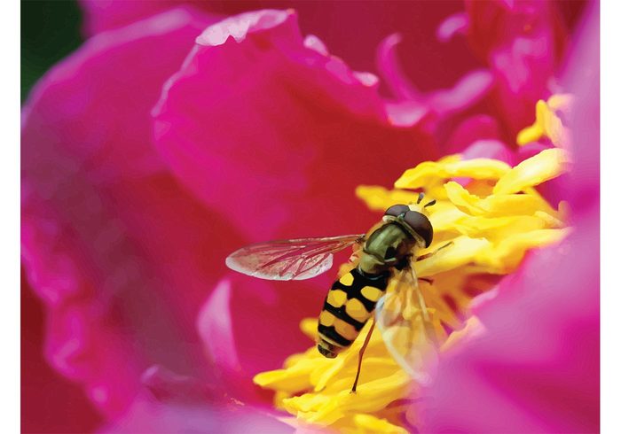 working worker summer spring season plant pink petal outdoors nectar nature macro insect honey garden flower blossom bee animal 
