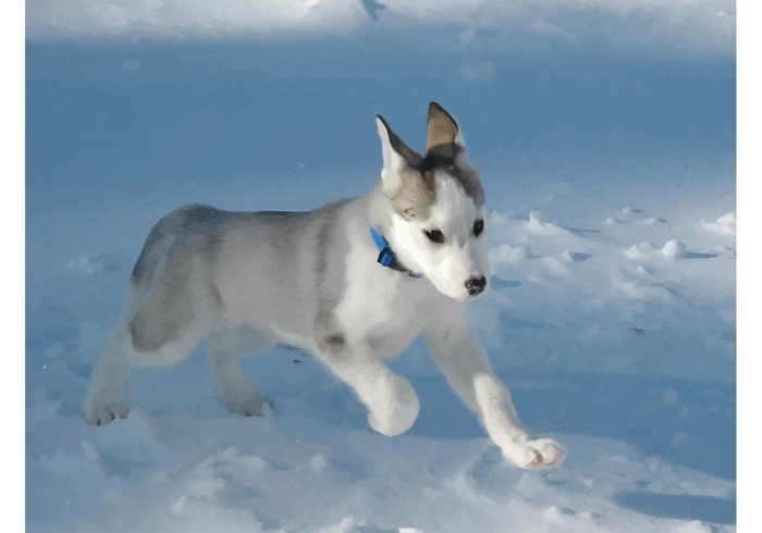 winter wallpaper trekking snow running puppy playing landscape Husky puppy husky dog baby animals 