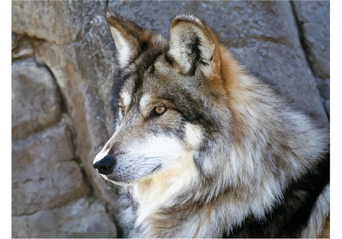 wolf wild animal wild wallpaper vector Mexican wolf image Gray wolf Extinct species beautiful animal  