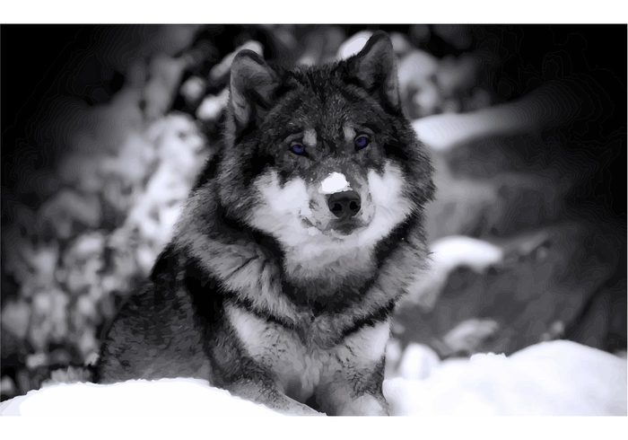 wolves wolf Wild wolf wild animal strong snow predator landscape Gray wolf Dangerous Blue eyes  