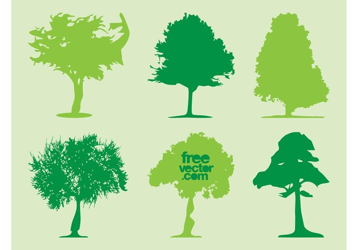 trunks trees silhouettes plants nature leaves Forests ecology Deciduous trees crowns 