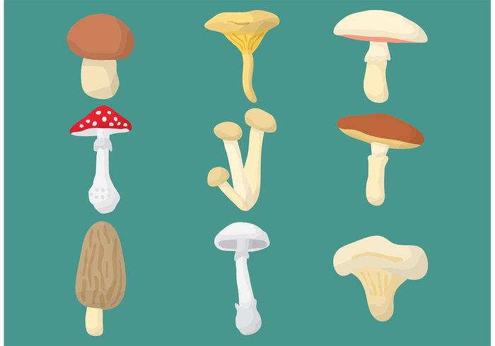 vegetarian variation types russule Poisonous poison plant poison mushroom poison plants nature mushrooms muscaria morel meal isolated gathering fungus forest food Edible eatable chanterelle champignon cap brown Boletus amanita agaric 