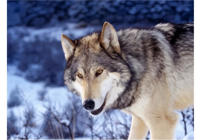 wolf wallpaper vector snow landscape image hunting hunter Grey wolf Gray wolf dog animals  