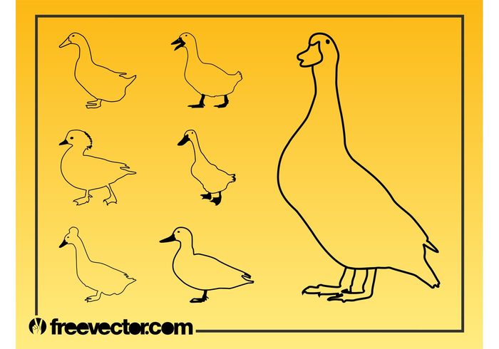 outlines Livestock Goose Geese ducks Duckling duck Domestic goose Domestic birds beaks animals 
