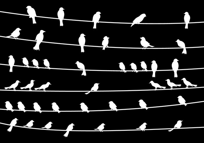 wire take a break silhouette nature group fly fauna element electrivity crow conservation cable birds on a wire background birds on a wire bird on wire bird background animal 
