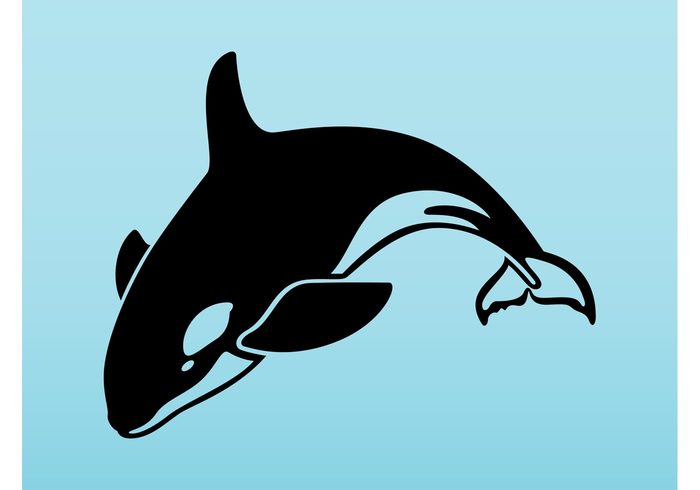 Whale vector water tail sticker spots sea Orca icon ocean logo killer whale jump Fins body Aquatic animal 