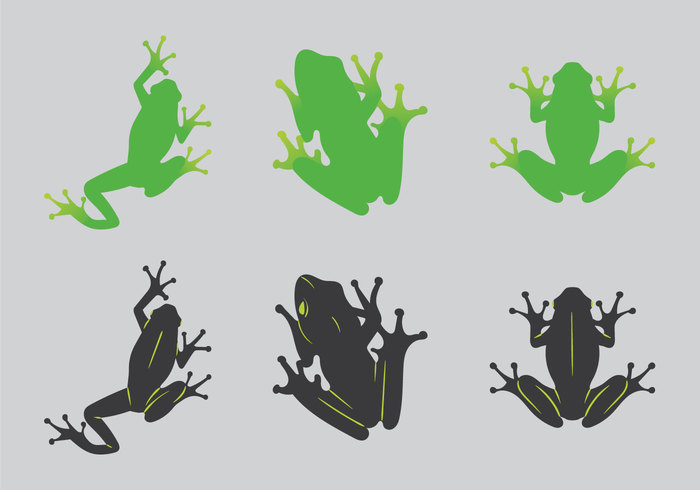 tropical frog tropical animal tree frogs tree frog Toad silhouette Rainforest jungle green tree frog green frog green frogs frog croaker animal Amphibians 