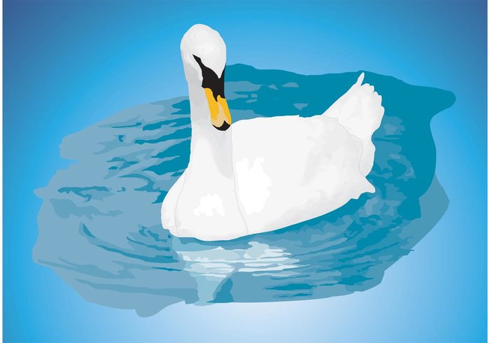 white valentine swimming swan Relationship Mute swan love lake Grace flying Eternal love beauty beautiful animal 