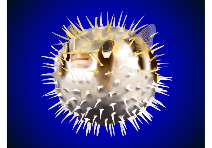 water spikes sea round pufferfish Poisonous ocean fish Dangerous body Bloated Aquatic animal 