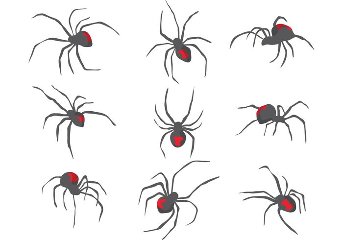 widow spiders spider poisonous spider Poisonous poison isolated insect halloween death Dangerous danger creepy black widows black widow black animal 