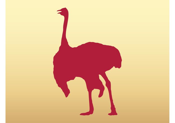 Zoo wildlife wilderness walk silhouette run ostrich nature movement legs Flightless fauna Domesticated bird Australia animal african africa  