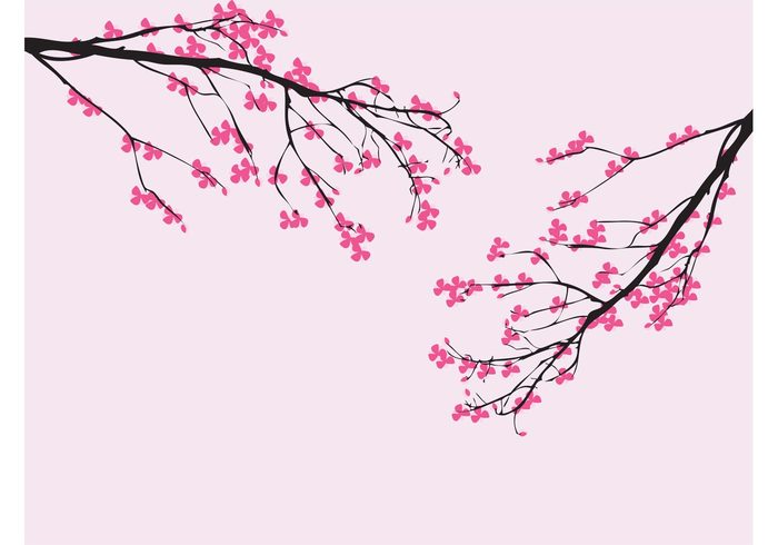 twigs tree spring sakura plants petals nature japan cherry blossom branches blossom bloom 