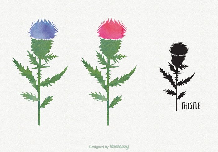 wild watercolour watercolor vector thistle symbol summer sketch scotland purple plant pink painted nature meadow leaf isolated illustration hand green graphic garden flower floral flora drawn drawing design colorful color blossom background artistic art 