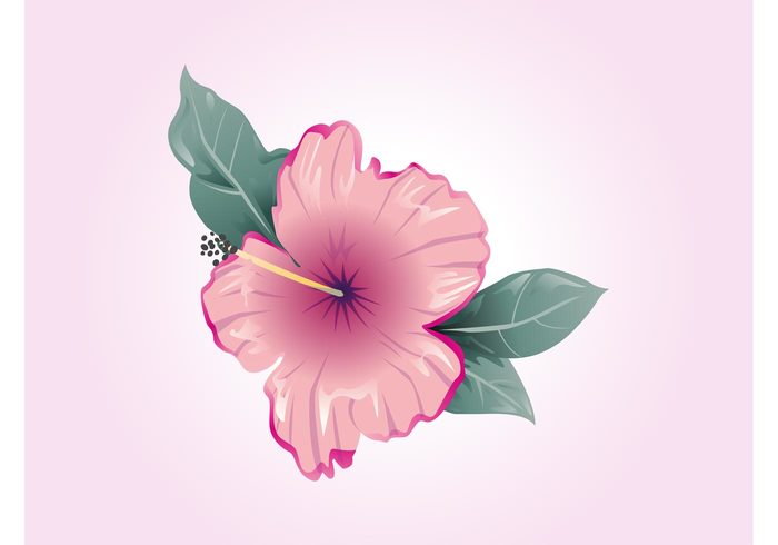 tropical spring plant petals nature leaves hibiscus flower floral flora exotic blossom bloom 