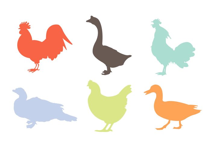 wing white silhouette rooster poultry nature Livestock Hen Goose feather farm duck Domestic cock chicken silhouettes chicken silhouette chicken bird beak animal agriculture 