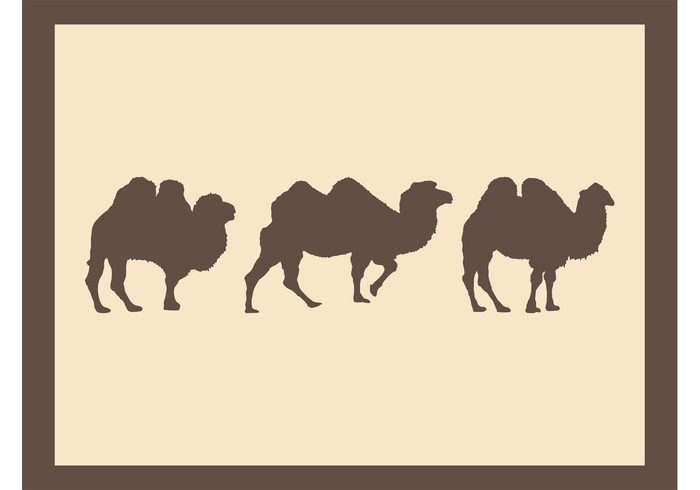 walk silhouettes nature fauna desert camels camel Bactrian camel animals animal 
