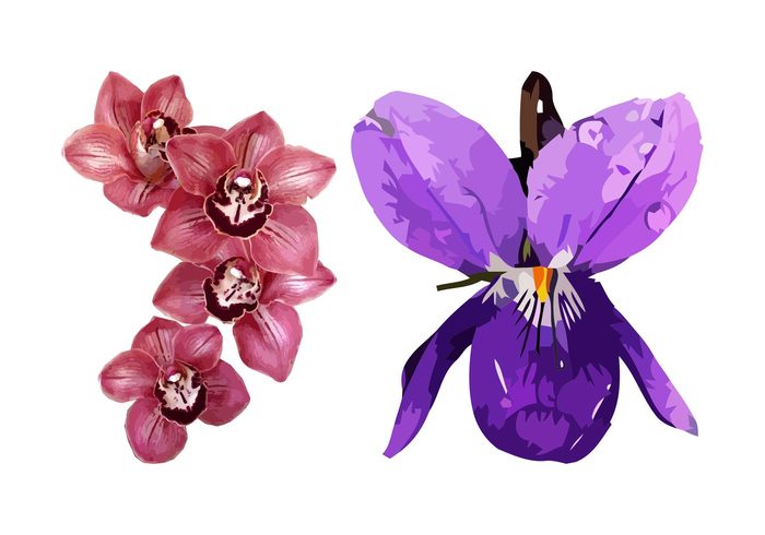 violet spring plants petals orchids orchid nature flowers flower floral blossoms 