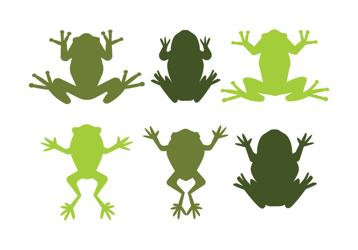 tree frogs tree frog tree topview silhouette isolated green tree frog green frogs frog colorful frog animal amphibian 