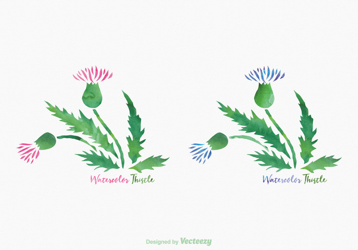 wild watercolour watercolor vector thistle symbol summer sketch scotland purple plant pink painted nature meadow leaf isolated illustration hand green graphic garden flower floral flora drawn drawing design colorful color blossom background artistic art  