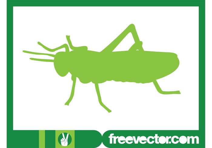 wildlife Pests nature legs insect head grasshopper fauna antennas animal 
