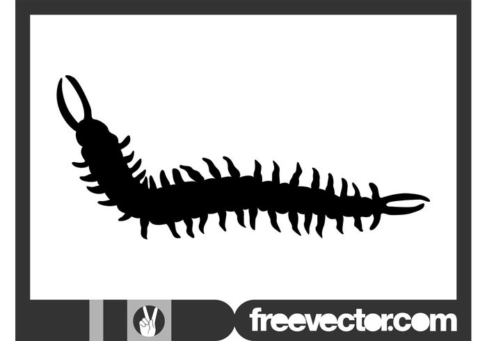 silhouette nature legs leg fauna claws Claw Centipede Arthropod animal 