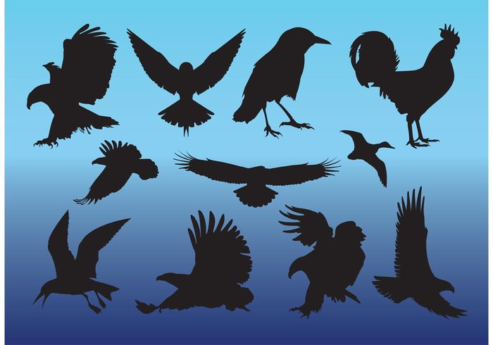 wings wildlife Songbirds silhouettes rooster hawk freedom fly flight falcon eagle duck dove chicken birds bird animals 