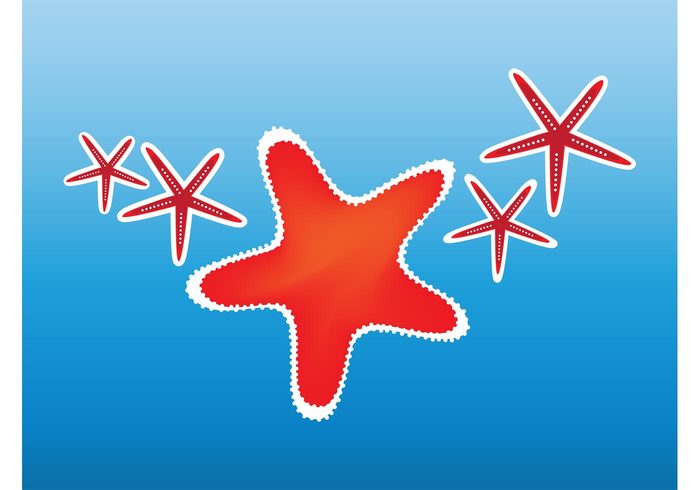 water tropical summer Starfish vector seaside Sea stars sea ocean nature marine holiday fauna exotic Aquatic animals  