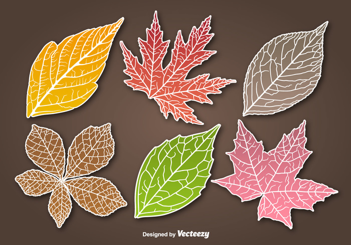 yellow Vein tag sticker shadow season red plant paper orange natural leaf green fall leaves fall leaf Fall colored color collection botany autumn leaves autumn leaf 