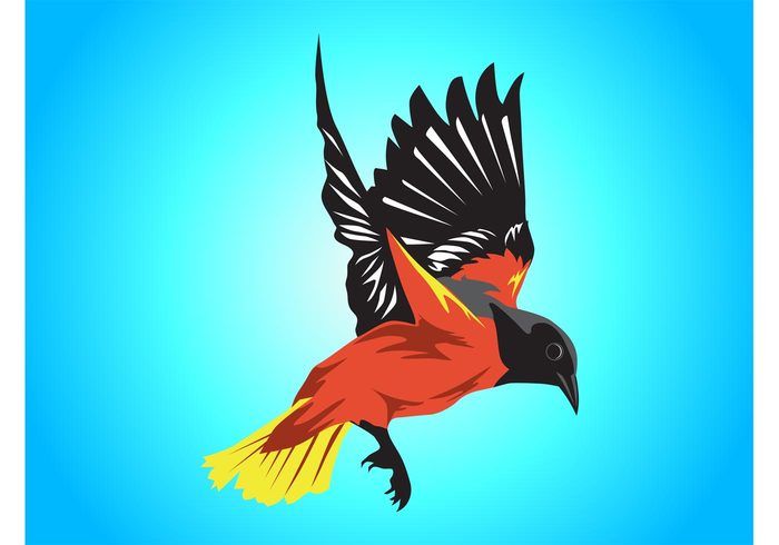 Zoology wings Ornithology oriole minimal freedom free flying fly flight feathers colors animal 