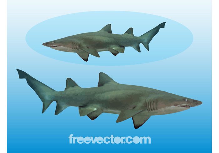 water swim sharks shark sea predator ocean nature fish fauna Aquatic animal 