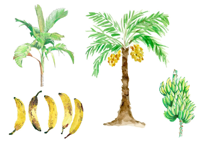 zingiberales world tropical tree Terrain southern sketch rich plants plant painting nature musa lush life leaf landscape jungles isolated herbaceous growth fruit forest foliage exotic environment element doodle colors climate bush bunch banana tree banana leaf banana Amazon 