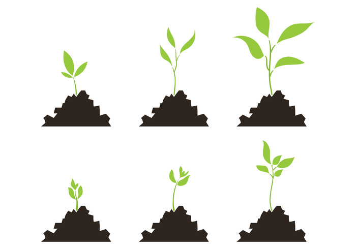 stages sprout soil seed scale roots progress plant growth scale plant growth cycle plant outside nature life leaf growth growing grow ground green environment developement cycle cultivation 