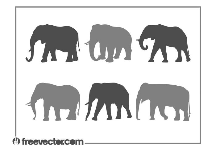 wildlife tusks trunks trunk silhouettes silhouette nature fauna elephants elephant animals animal african africa 