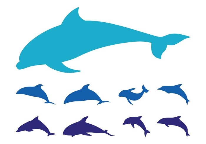 Tails swimming swim silhouettes silhouette sea ocean nature marine Fins fauna dolphins dolphin Aquatic animals animal 