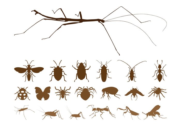 Walking stick Stink bug Stick insect spiders silhouettes nature Mantis insects insect bugs bug ants animals animal 