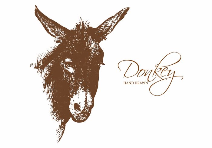 vector transfer strokes sketch sack portrait Mule mammal load illustration hand graphics freehand free face drawn doodle donkey central bag asia artwork art animal 