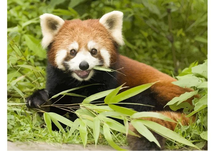 wildlife wallpaper vector Red panda red panda leaves leaf fur funny free bamboo animal 