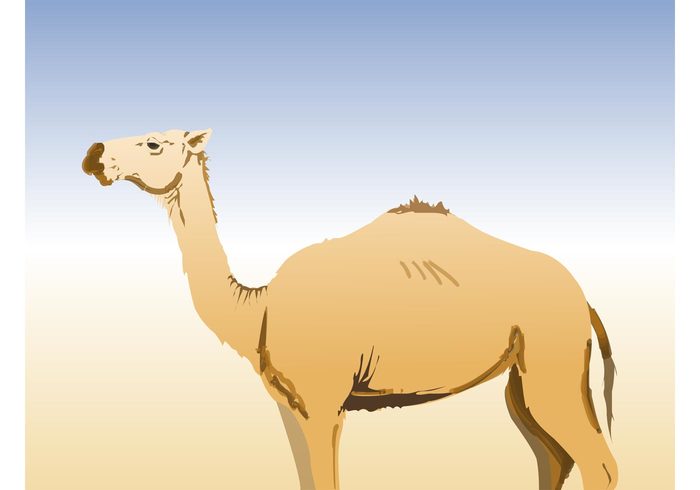 tail One-humped Hump Hot weather ears Dromedary vector desert calm Arabian camel animal african 
