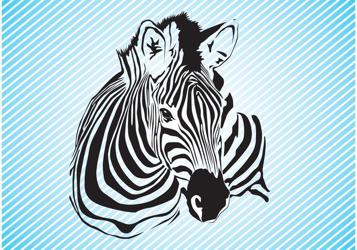 Zoo zebra wildlife white skin Savannah safari rug horse fauna exotic camouflage black animal african africa 