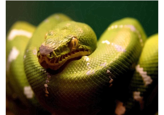 wildlife wallpaper vector Snake picture snake serpent scary Reptiles Green snake animal 