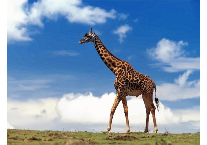 woodland wildlife vector Savannah safari Long neck giraffes Giraffe wallpaper giraffe animal africa 