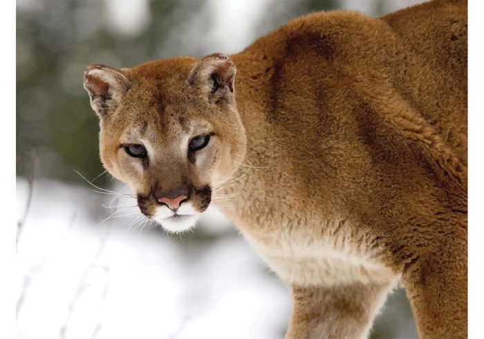 wallpaper snow Prey predator mountain image hunting hunter hunt design Dangerous Cougar cat animal  