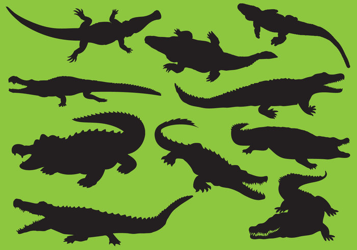 Zoo wildlife wild vector tropical skin sketch silhouette reptile predator pattern outline niloticus nile nature mascot jungle Jaws isolated illustration icon happy hand gator fauna drawn design danger cute crocodile color character cartoon Carnivore caiman background art animal alligator Aggressive africa abstract 