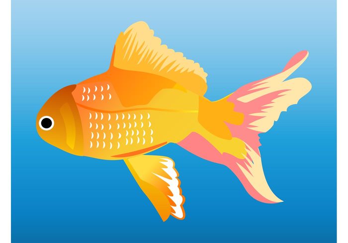 water tank tail swim sea Pet fish ocean fish Fins exotic Aquatic aquarium animal 