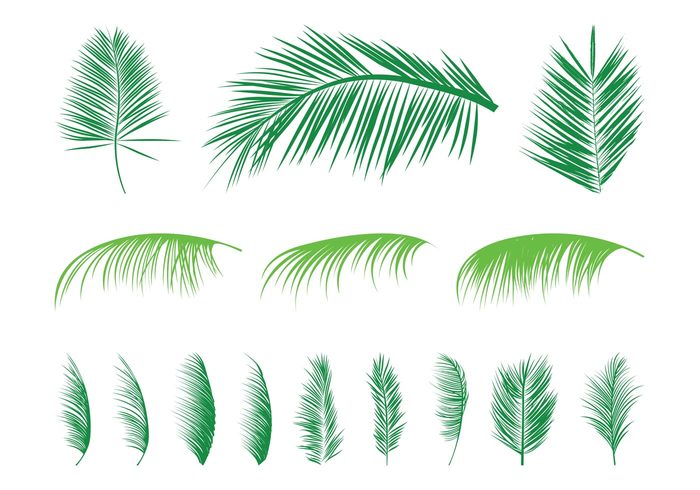 tropical silhouettes plants Palm leaves Palm leaf nature leaves leaf flora exotic evergreen 