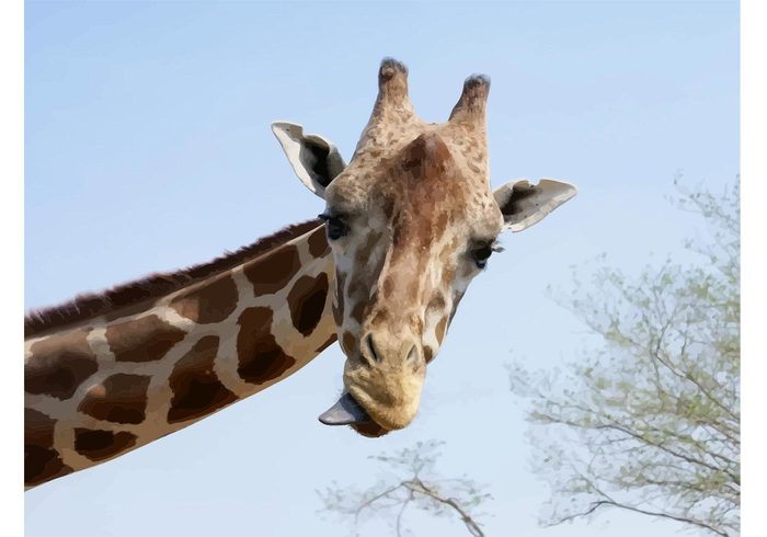 wildlife vector Tongue Long neck image giraffe Funny giraffe funny animal Amusing africa 